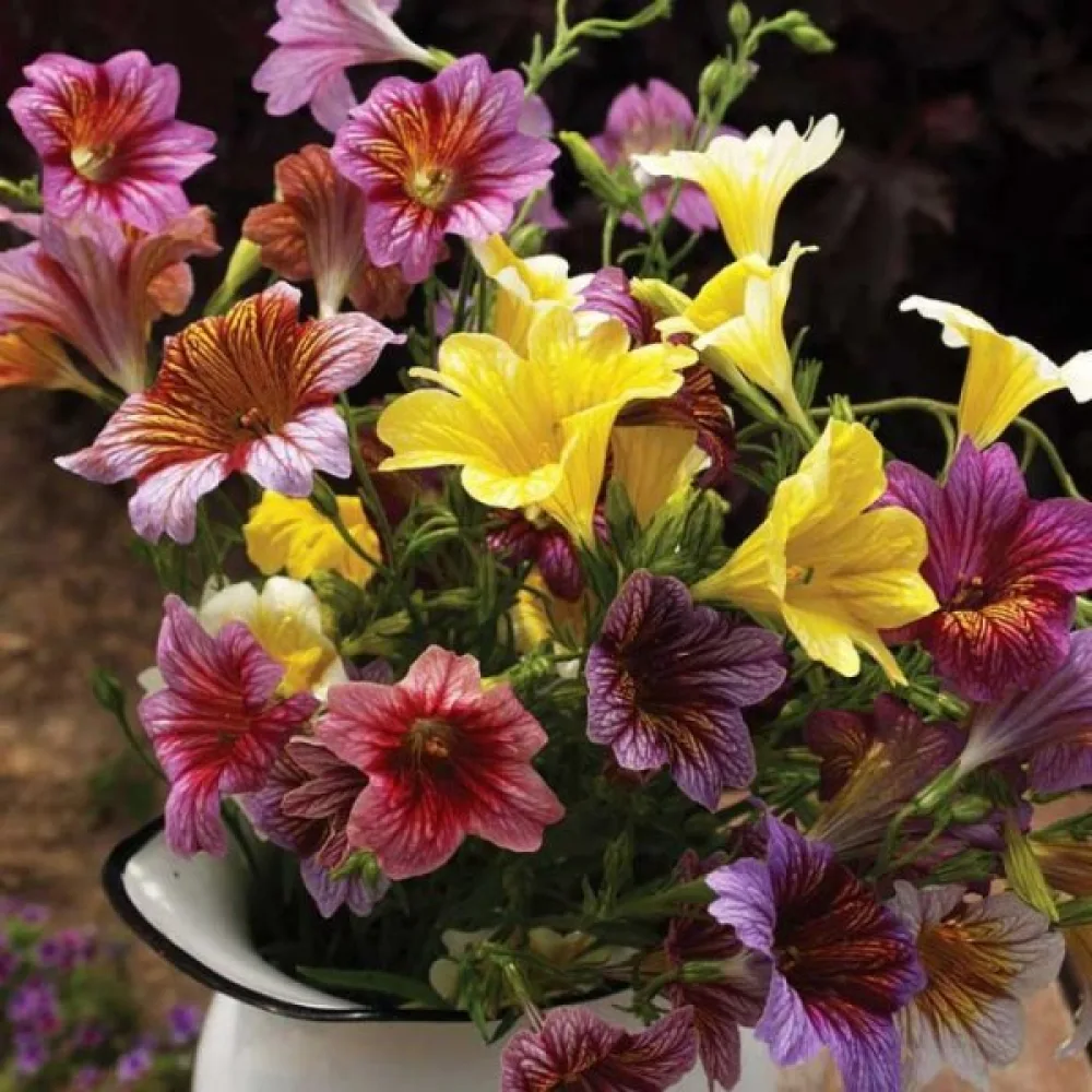 Salpiglossis 'Grandiflora', blandning