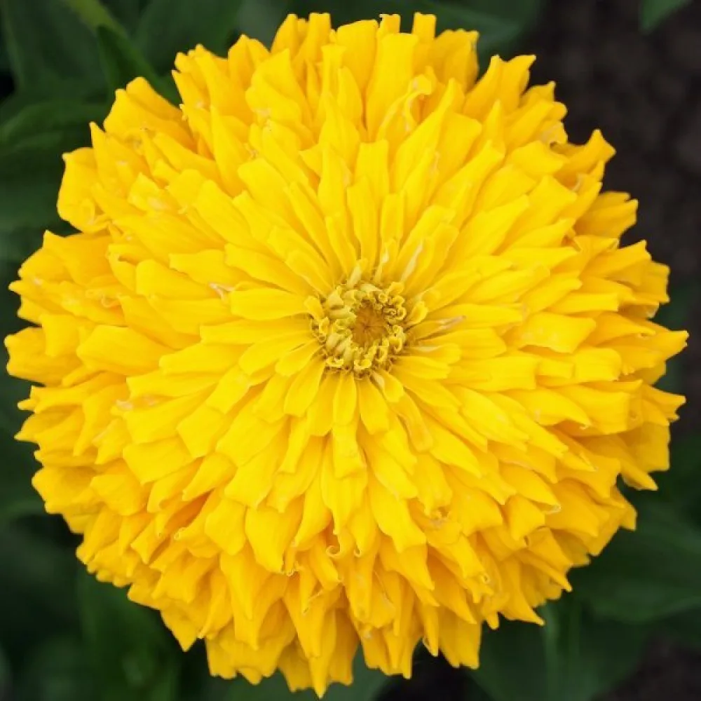 Zinnia 'Sungod'