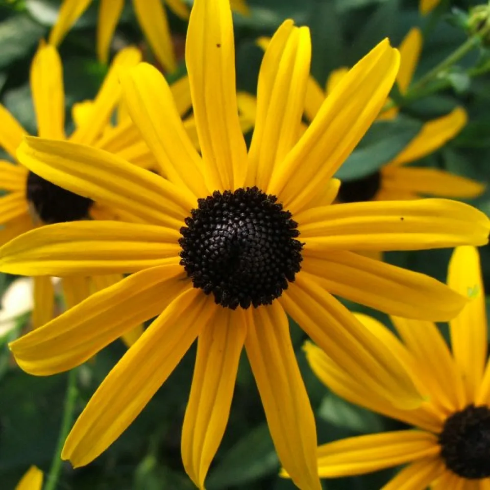 Sommarrudbeckia 'My Joy'