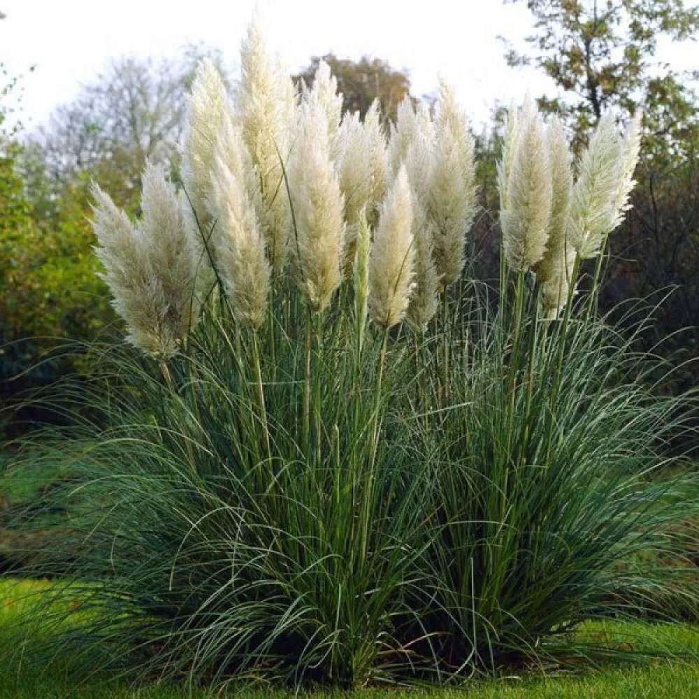 Pampasgräs 'Pampas Plume' vit