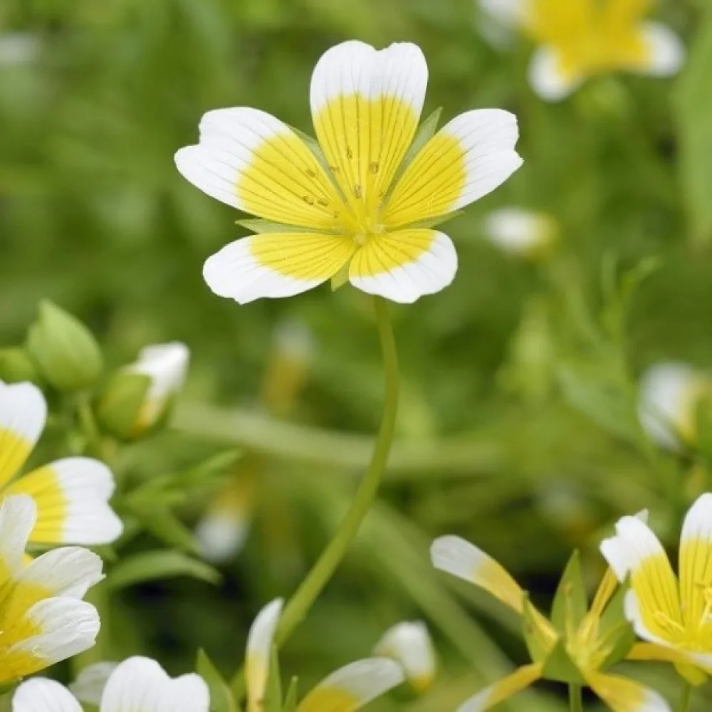 Limnanthes douglasii