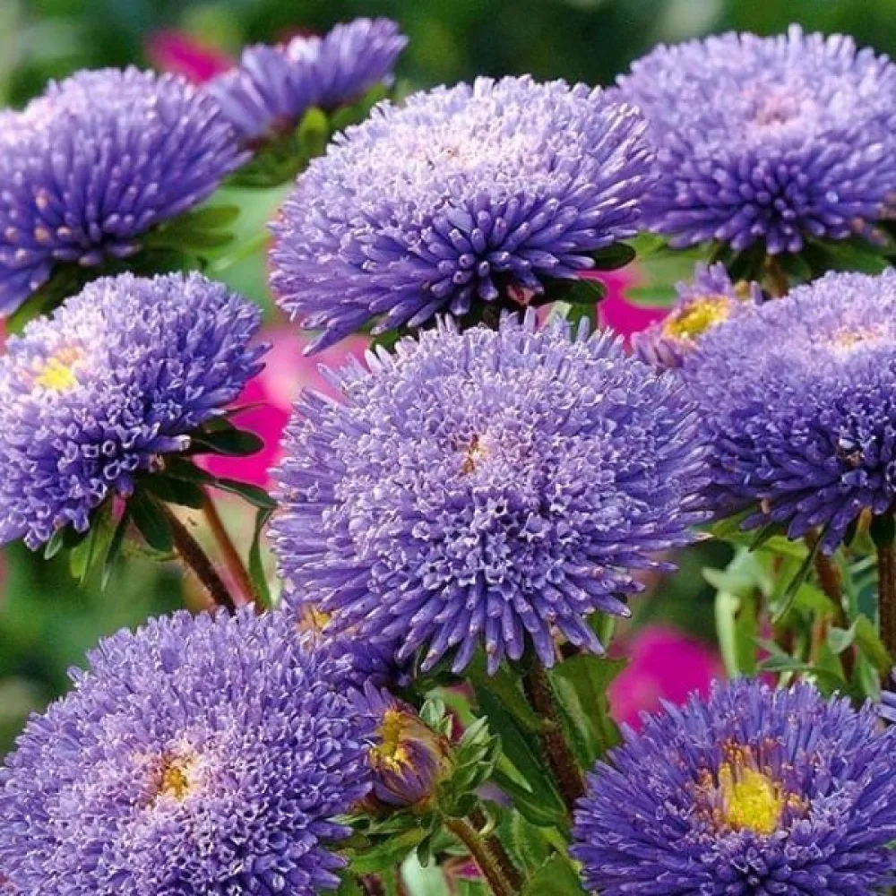 Sommaraster 'Bolero' – violett