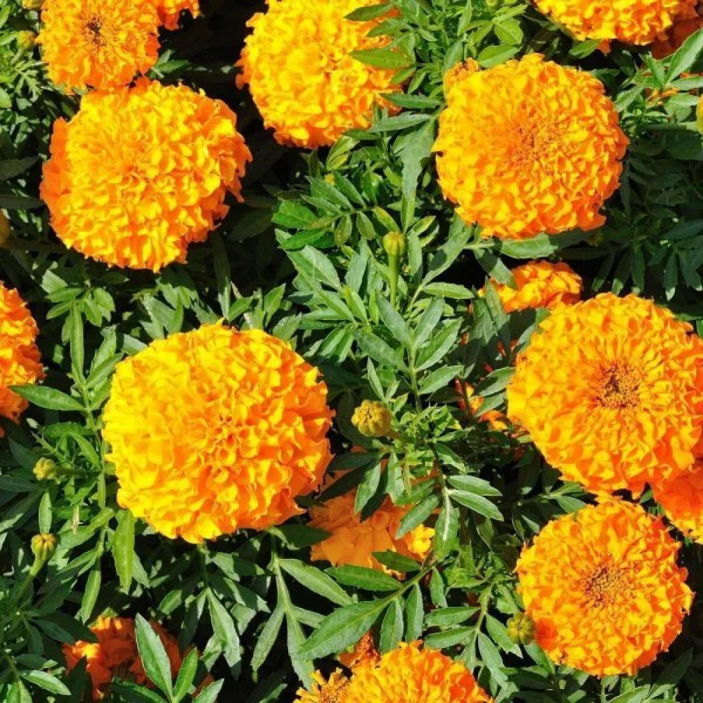 Afrikansk tagetes 'Sierra Orange'