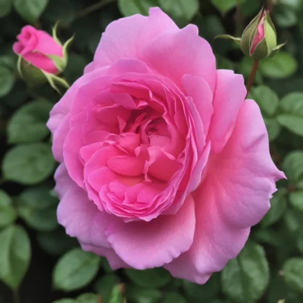 Ros 'Lavender Embrace' – barrotad