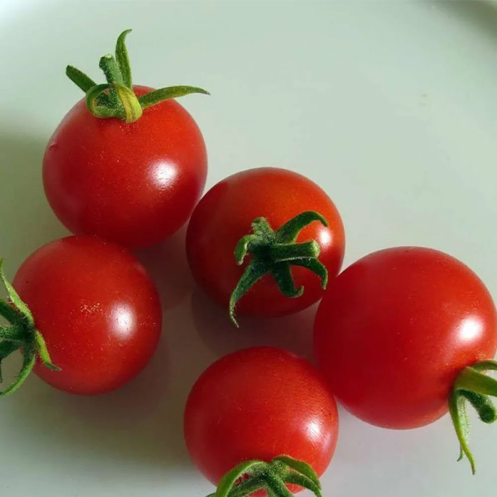 Körsbärstomat 'Cerise Ciliega'