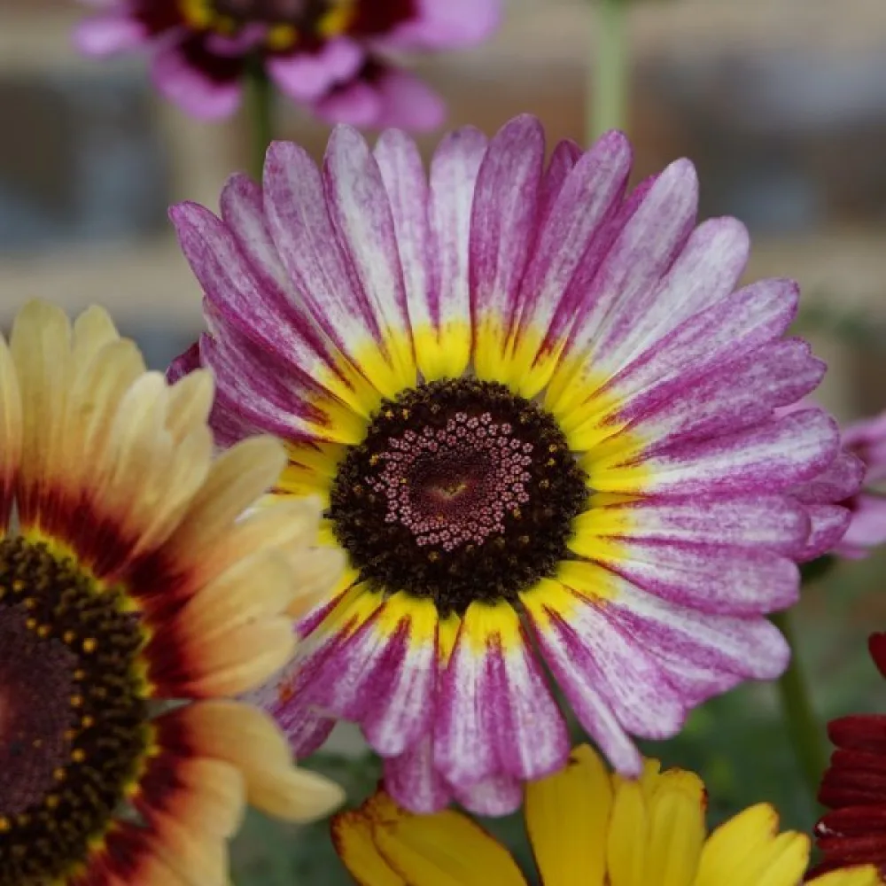 Krysantemum 'Dunnetti' mix