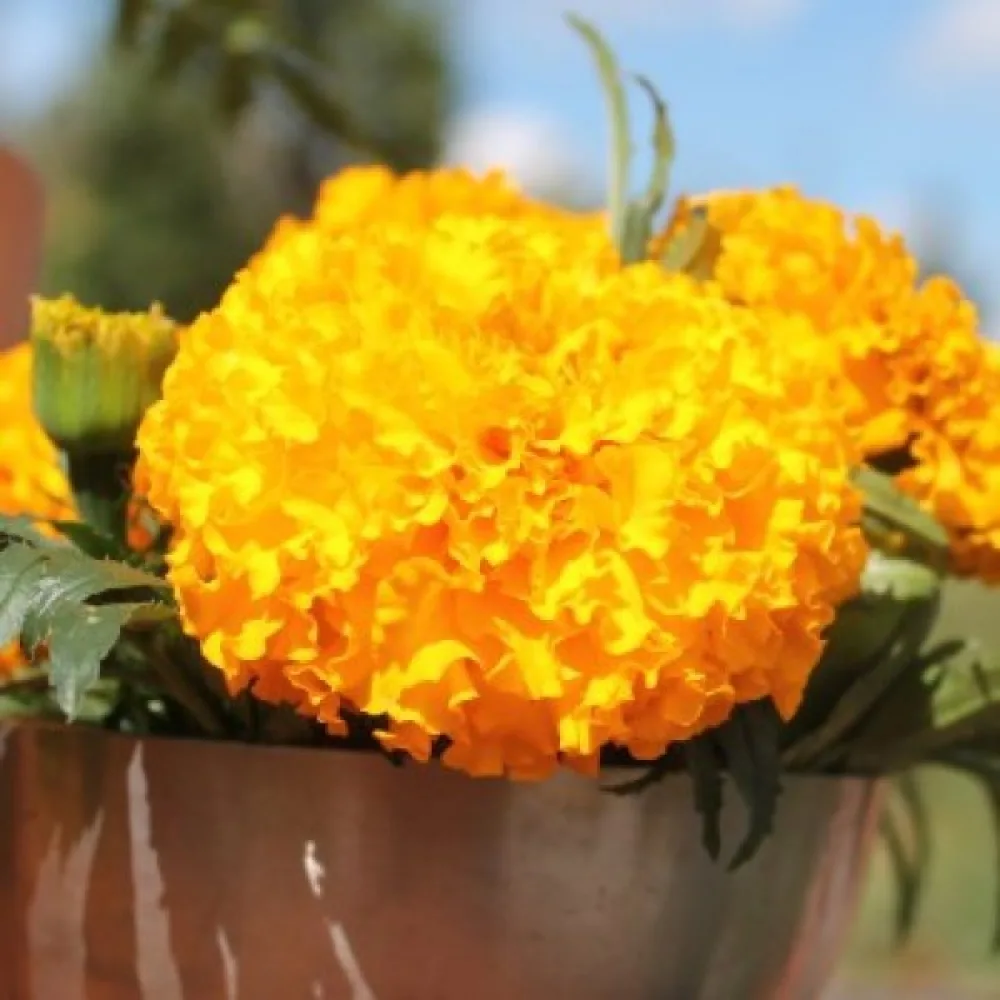 Afrikansk tagetes 'Sierra Gold'