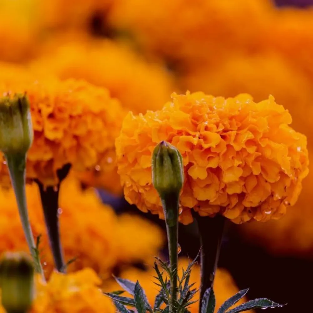 Afrikansk tagetes 'Hawaii'