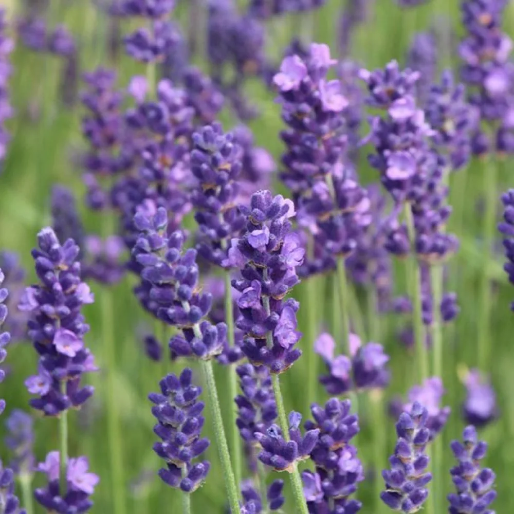 Äkta lavendel – proffsfrön