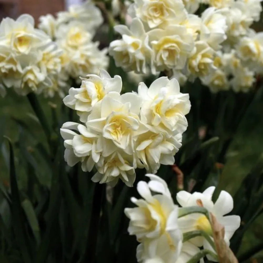 Narciss 'Erlicheer'