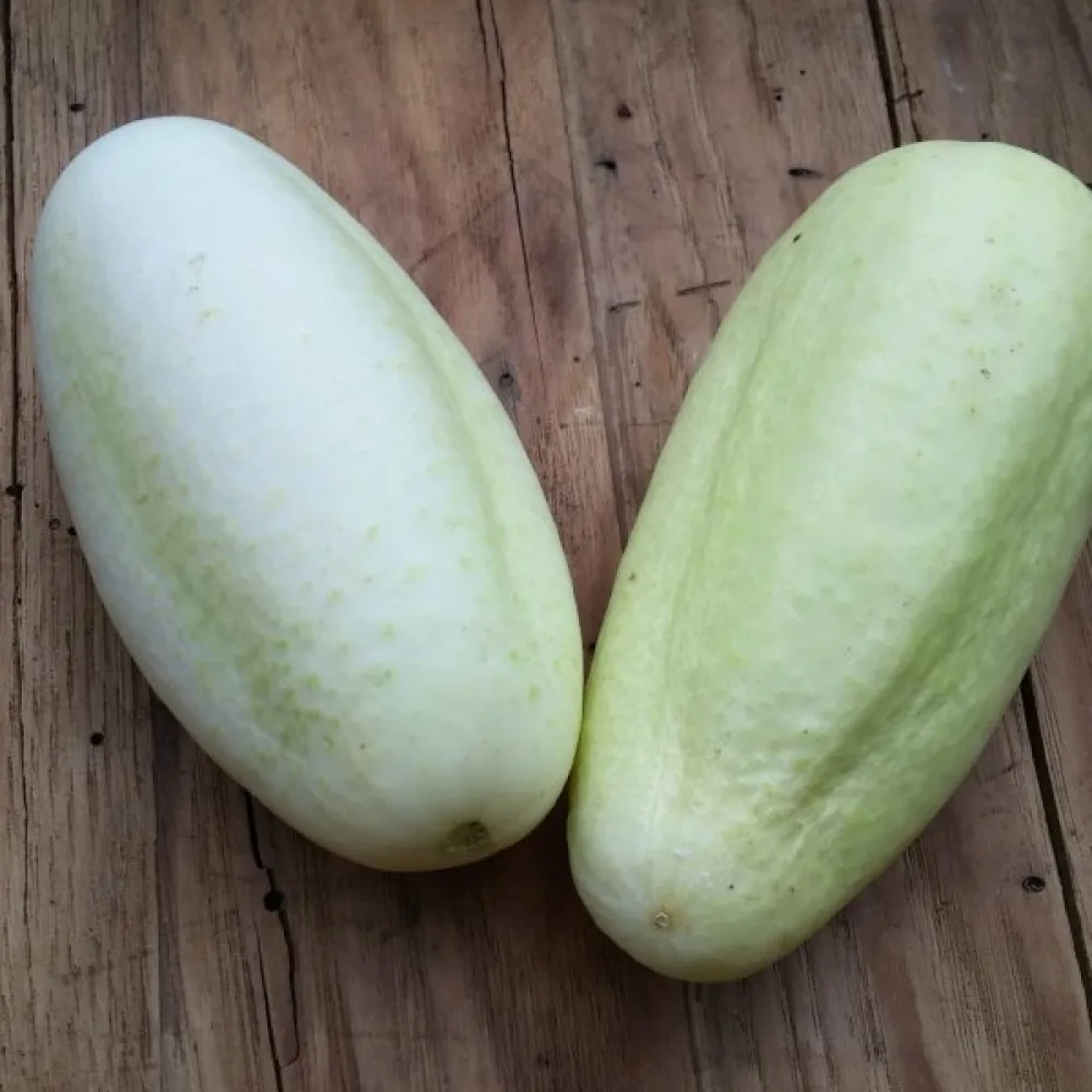 Gurka 'White Wonder'