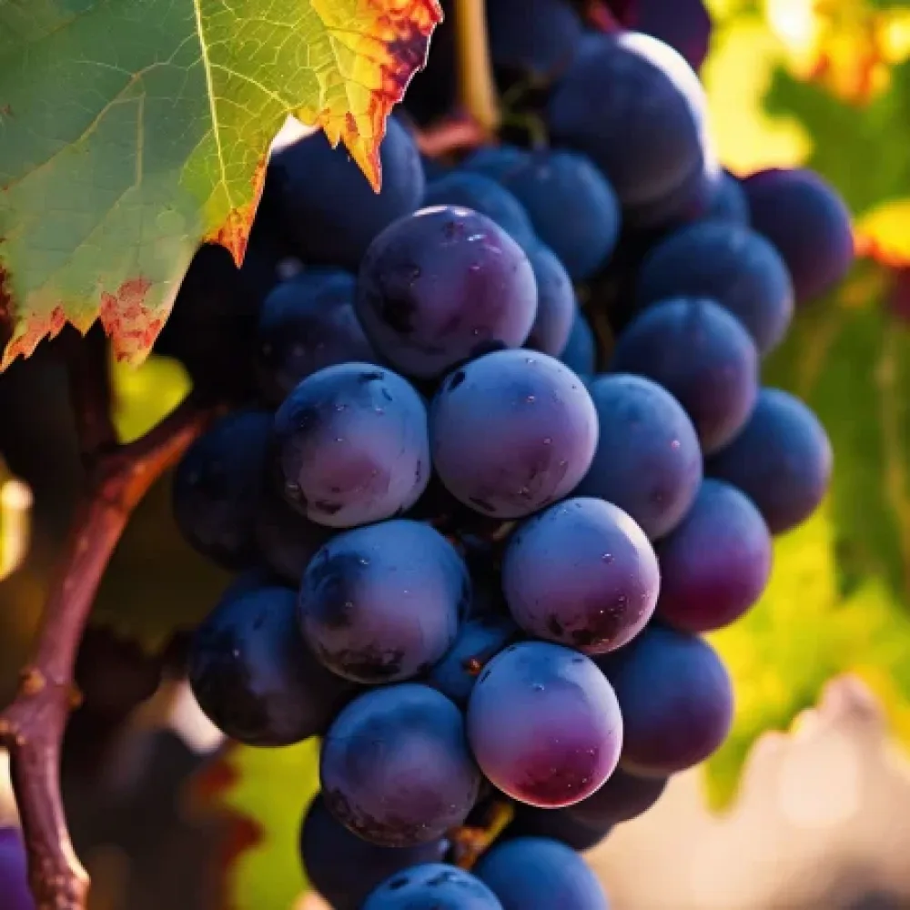 Vinranka 'Cabernet Sauvignon' – tidig