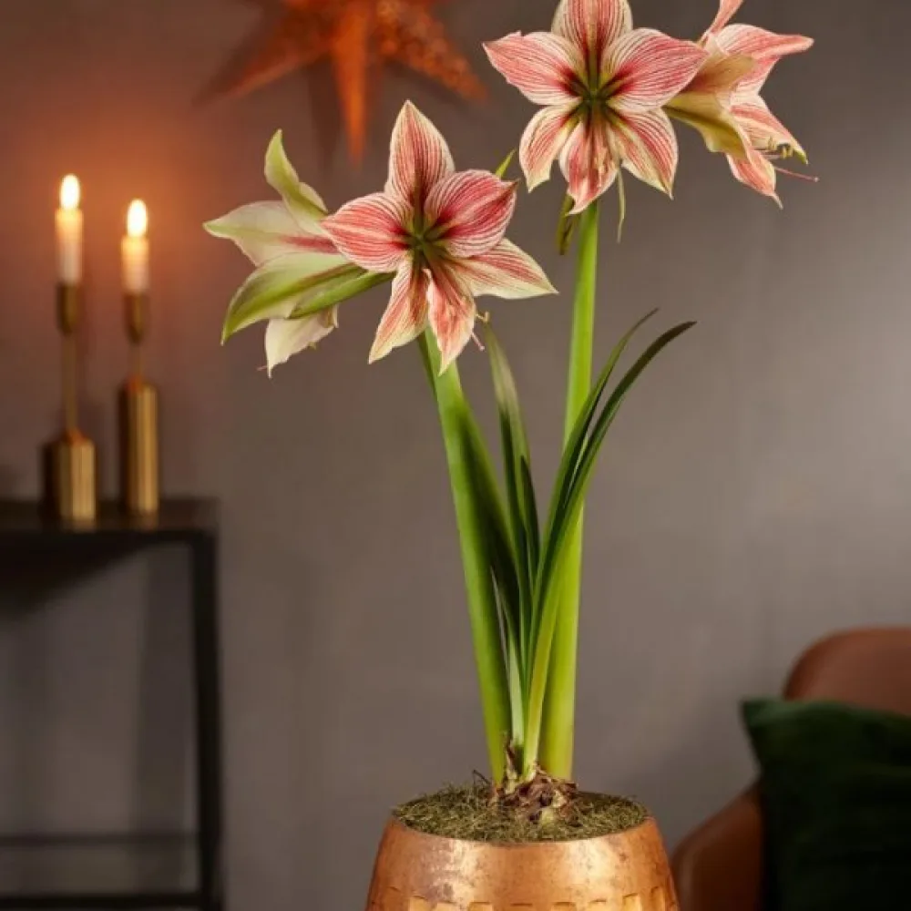 Amaryllis 'Exotic star'