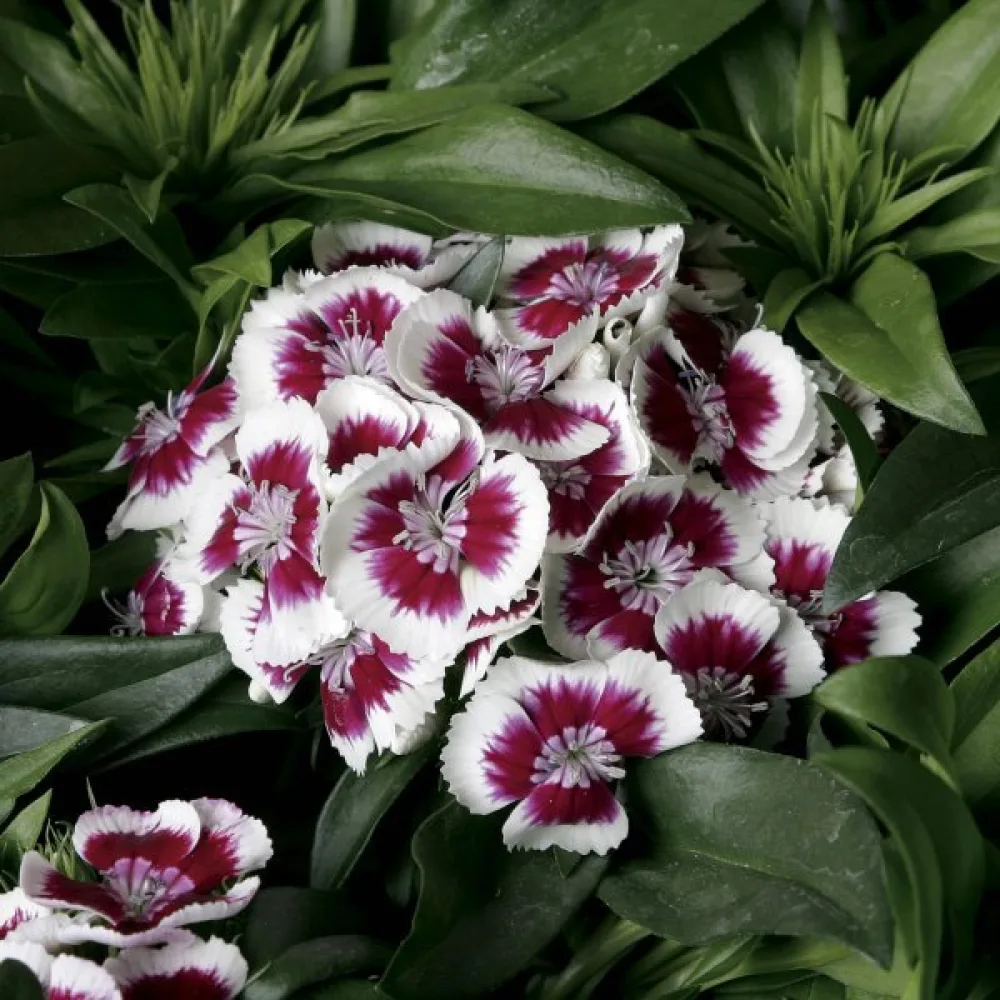 Kinesisk nejlika 'Persian Carpet' – mix