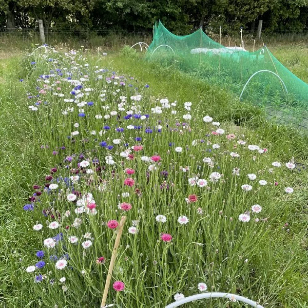 Blåklint 'Blue Shades', mix