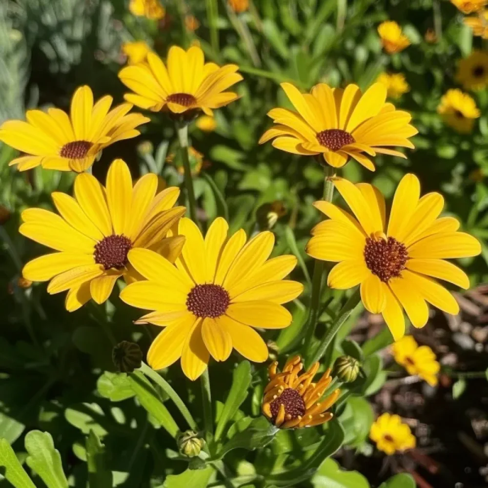 Krysantemum 'El Dorado', gul
