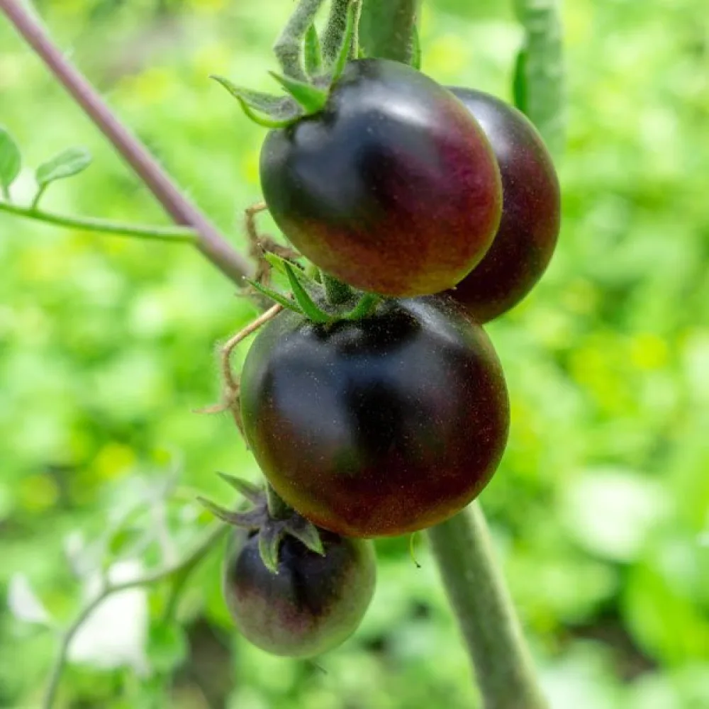 Tomat 'Black Prince'