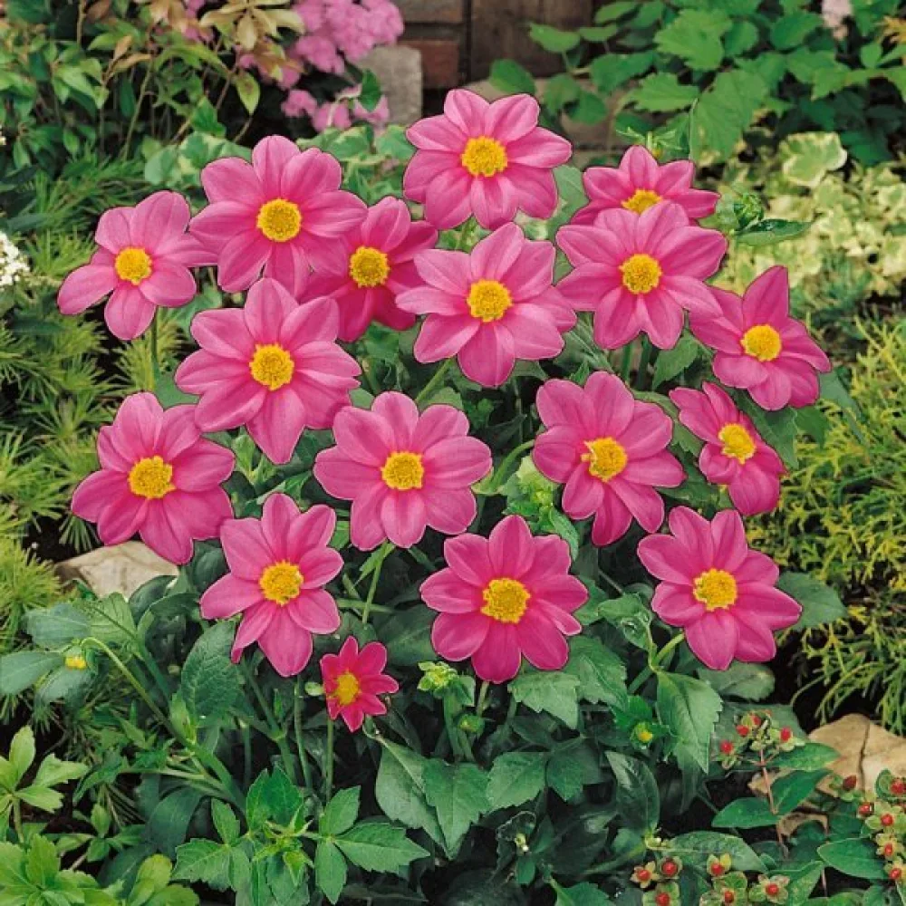 Lågväxande dahlia 'Mignon Rose Shades'