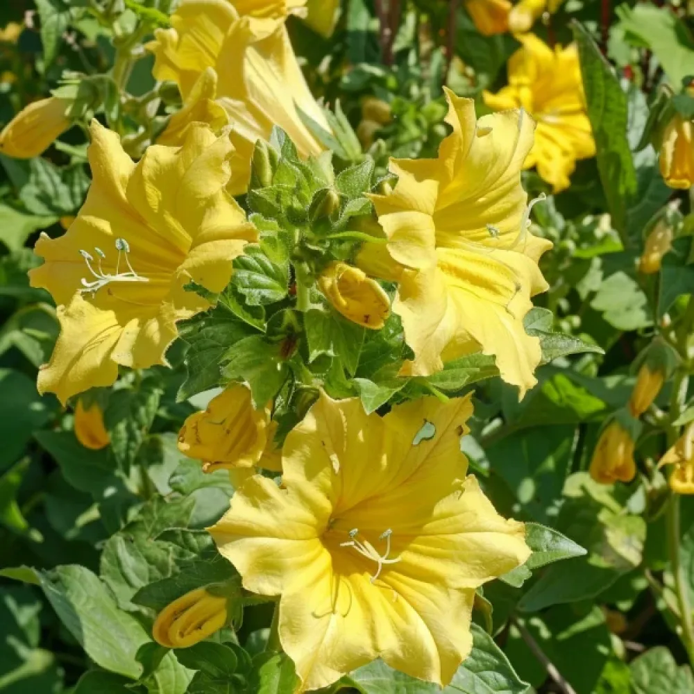 Underblomma – gul