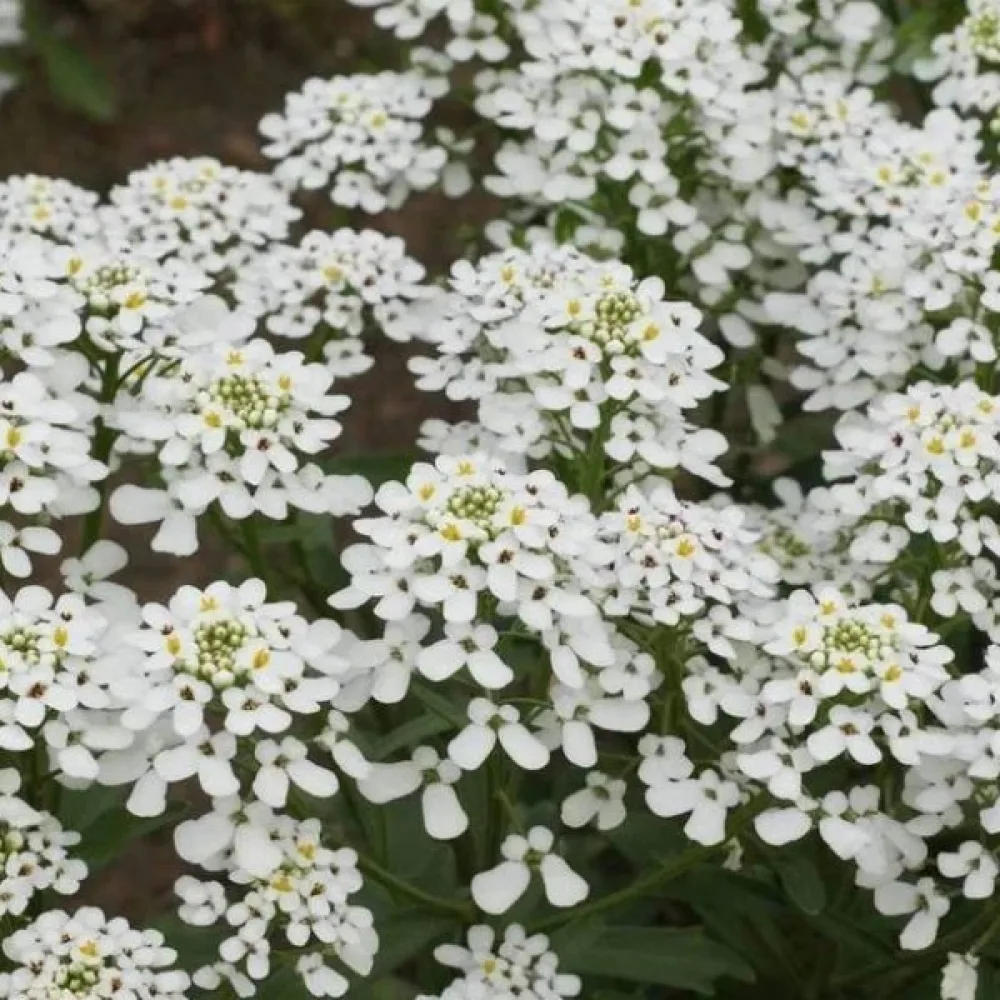 Iberis 'Empress' – vit