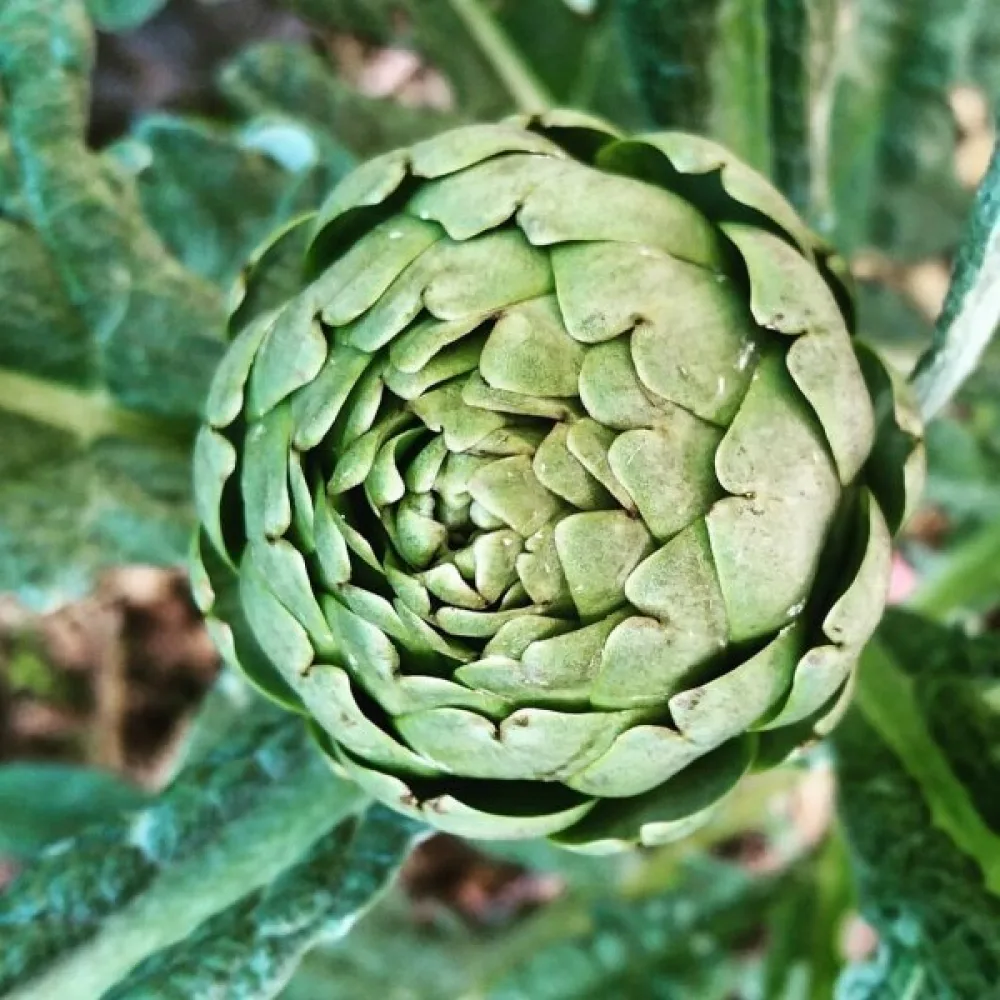 Kronärtskocka 'Green Globe'