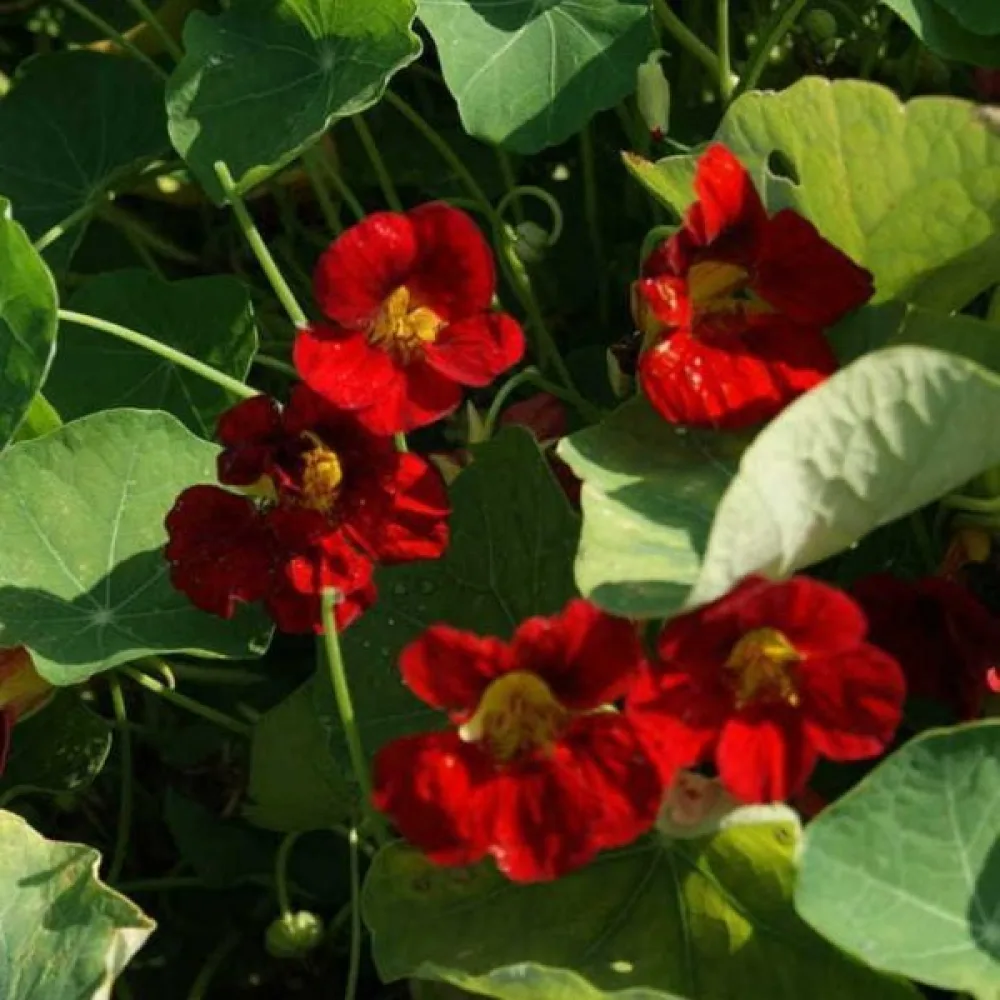 Krasse 'Mahogany Jewel'