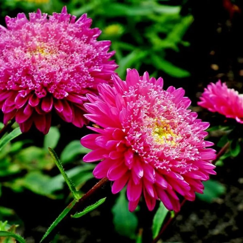 Sommaraster 'Princess' – mörkrosa