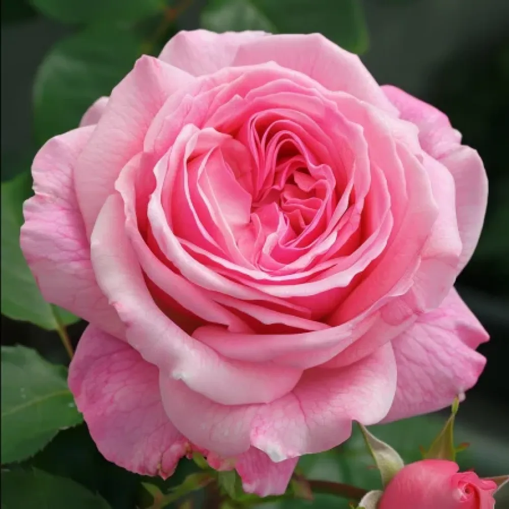 Ros 'Eternal Princess' – barrotad