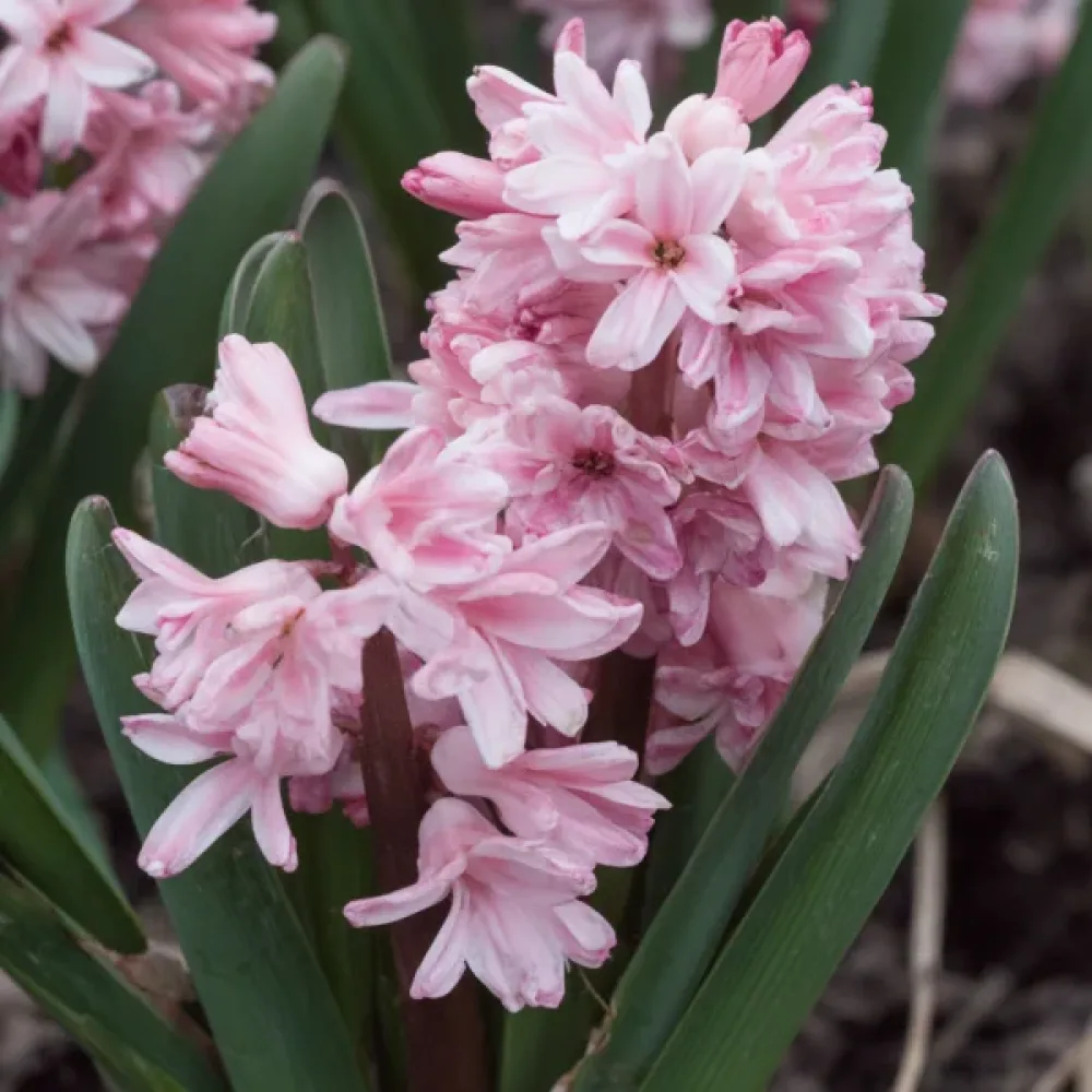 Hyacint 'Spring Beauty'
