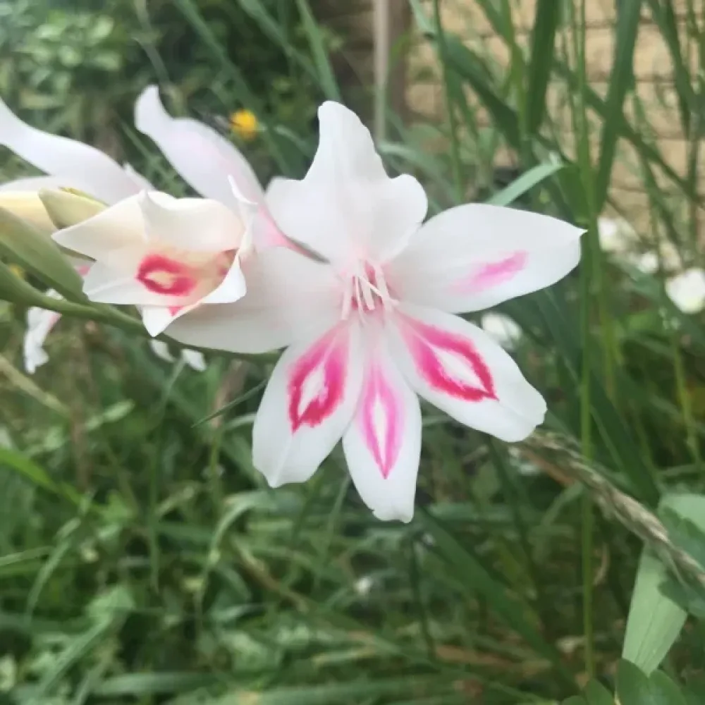 Gladiolus 'Nymph'