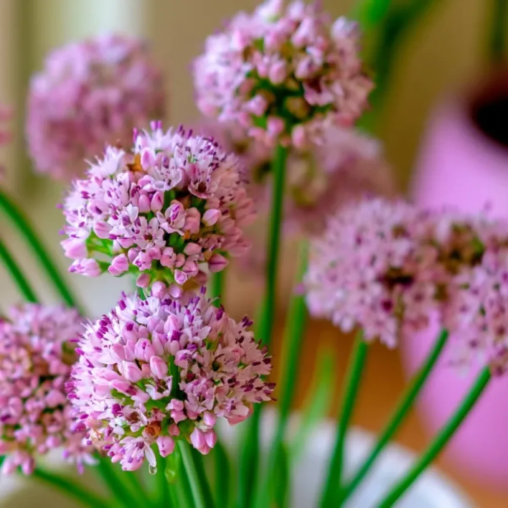 Prydnadslök 'Angulosum'