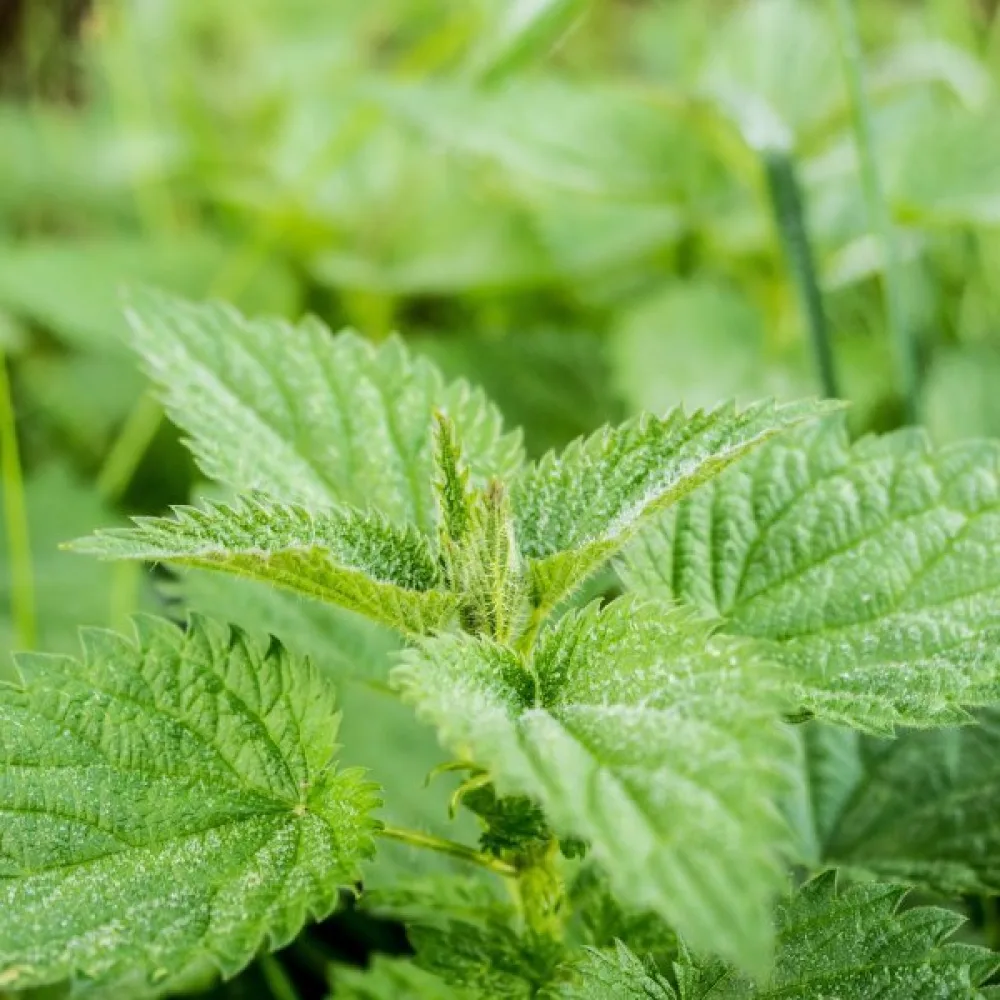 Brännässla Urtica dioica