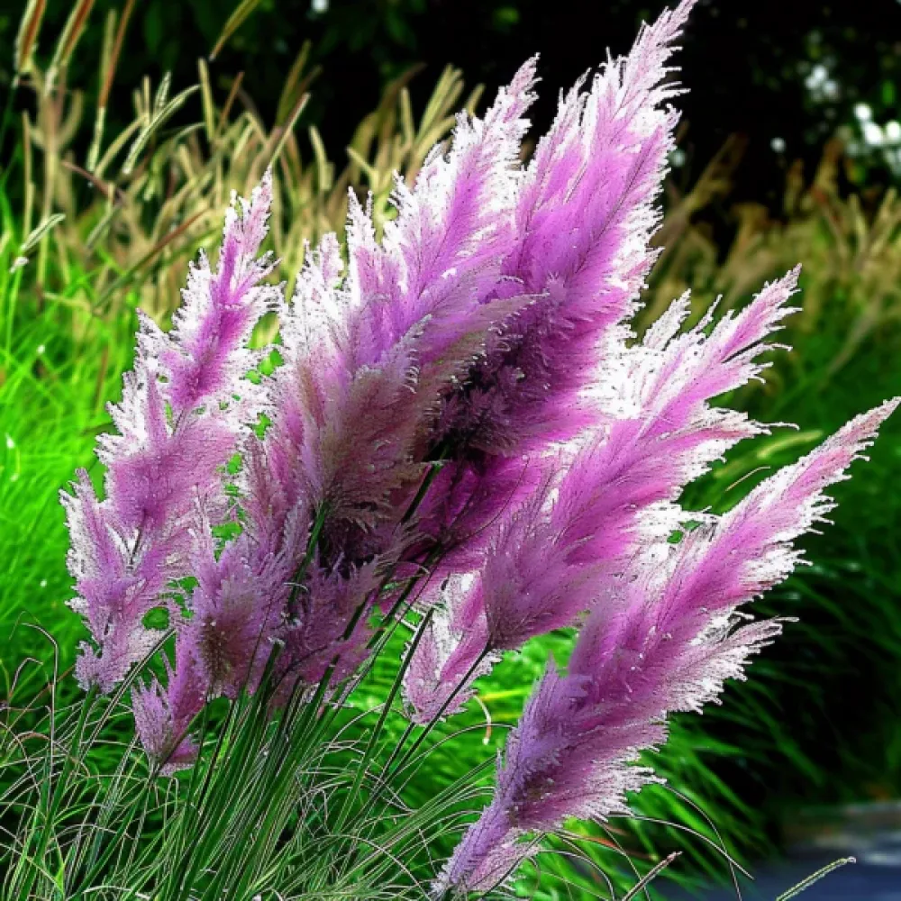 Pampasgräs 'Pampas Plume' rosa