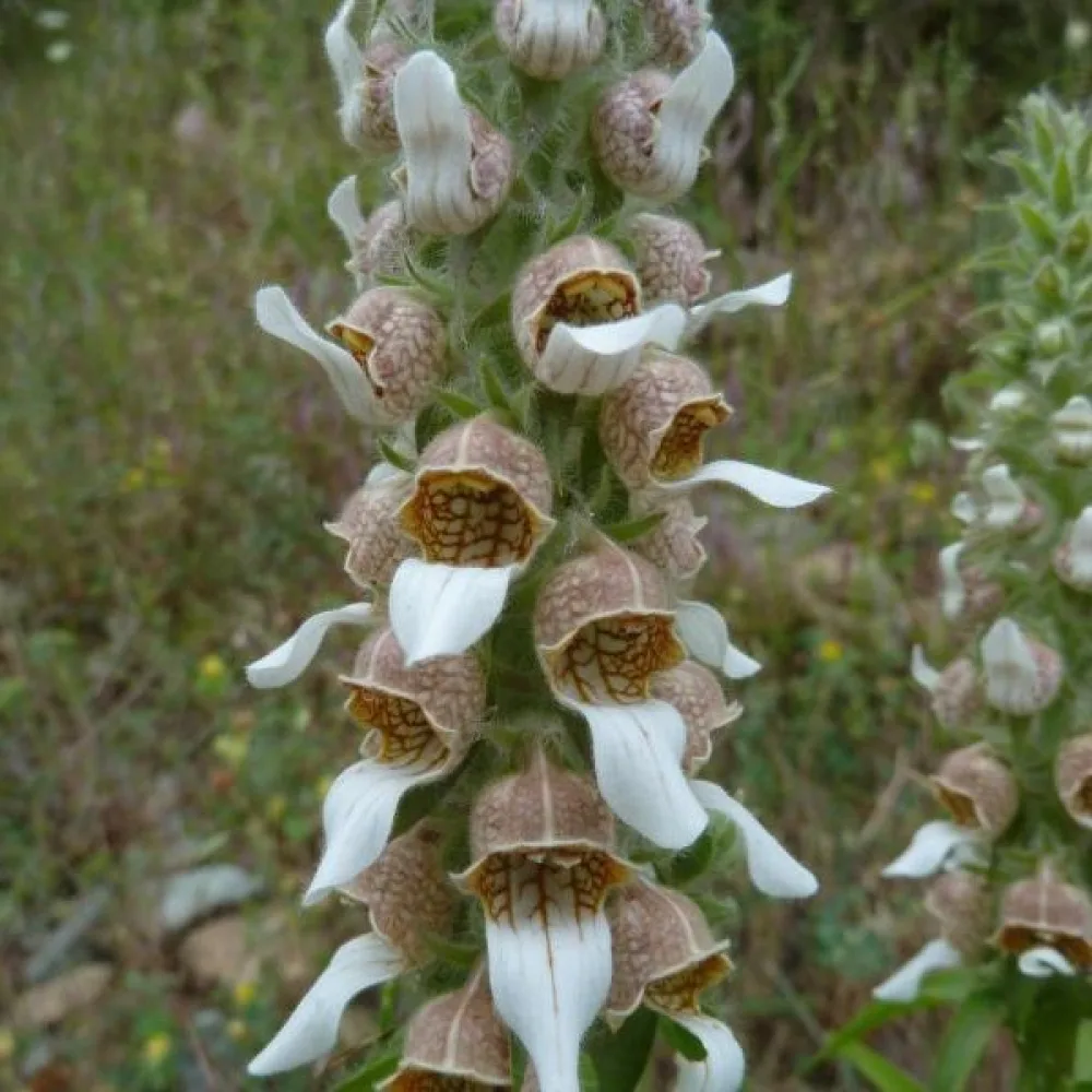 Grekisk fingerborgsblomma