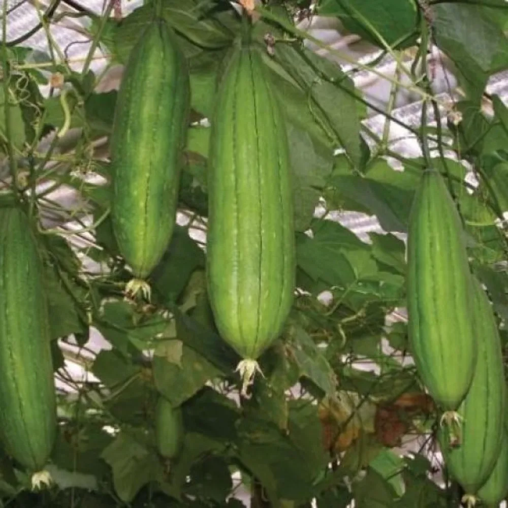Luffa (svampgurka)