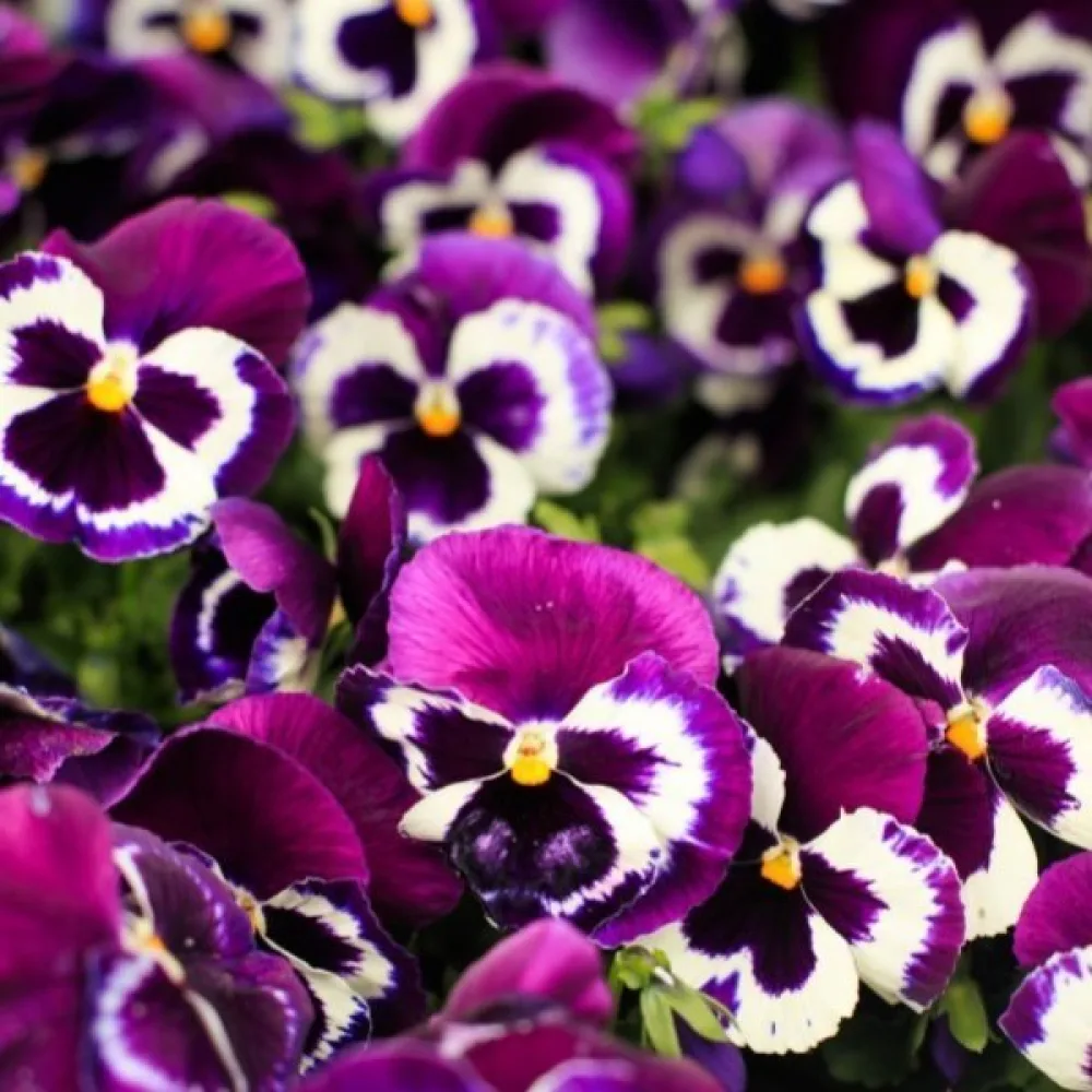 Pensé 'Springtime Cassis'