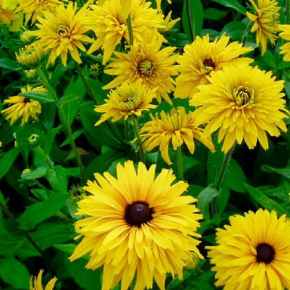 Sommarrudbeckia 'Gloriosa Double Daisy'