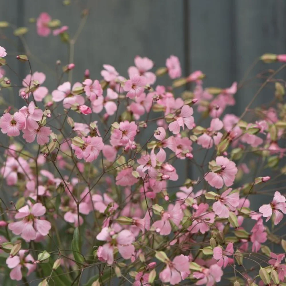 Kovete 'Pink Beauty'