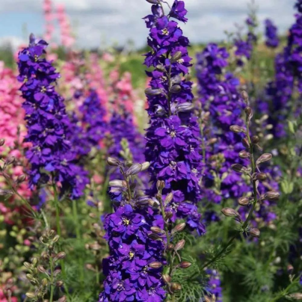 Sommarriddarsporre 'Blue Spire' – mörkblå