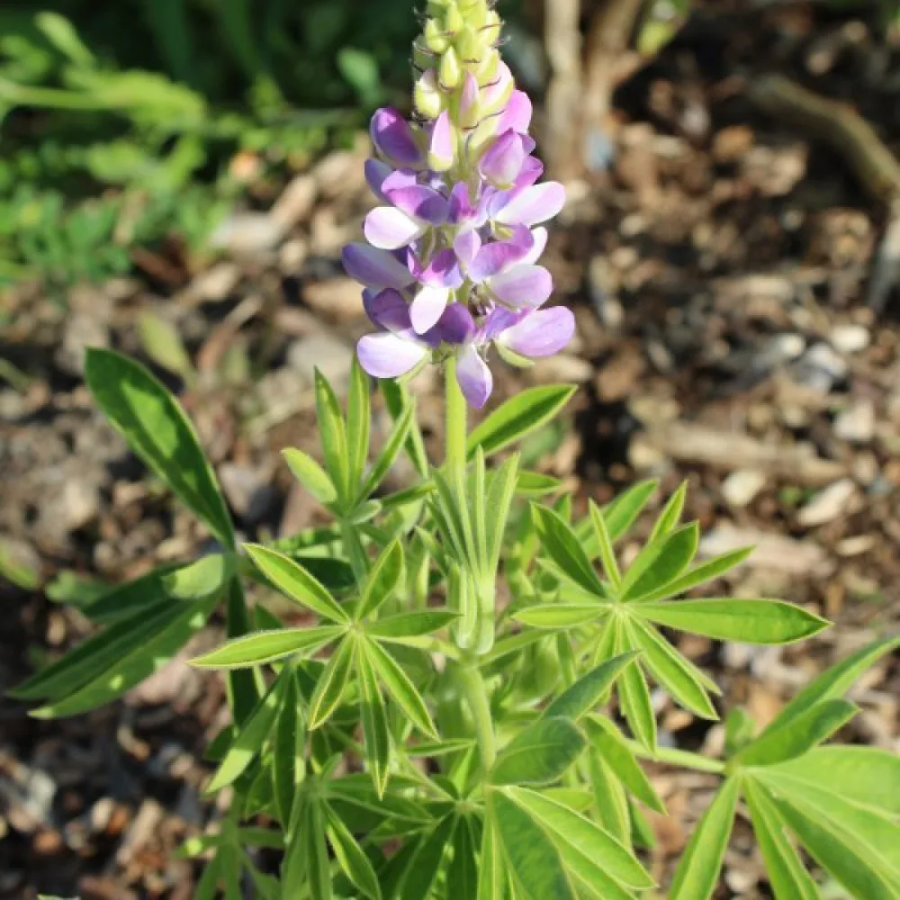 Lupin 'Pixie Delight' – mix