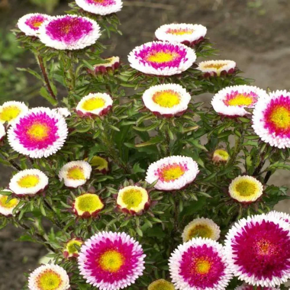 Sommaraster 'Hi-no-maru'
