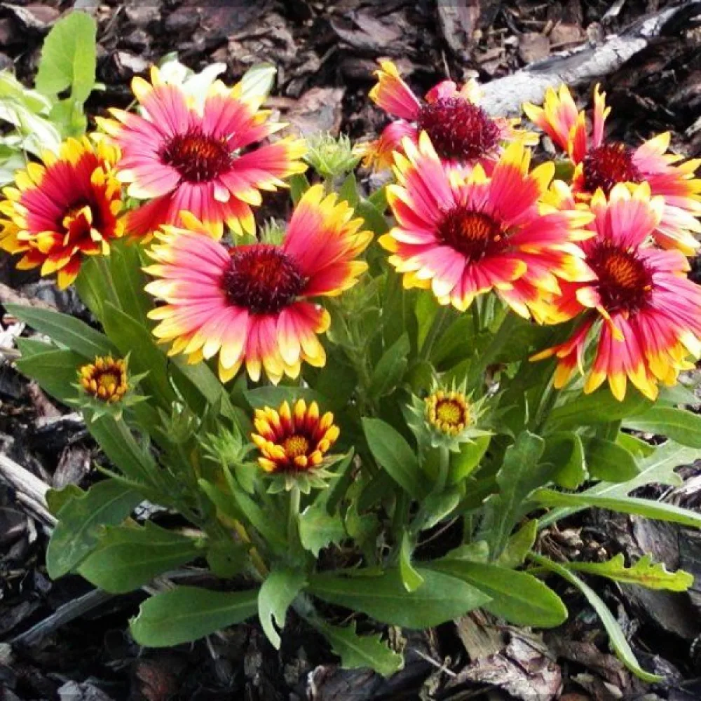 Kokardblomster Gaillardia aristata, mix