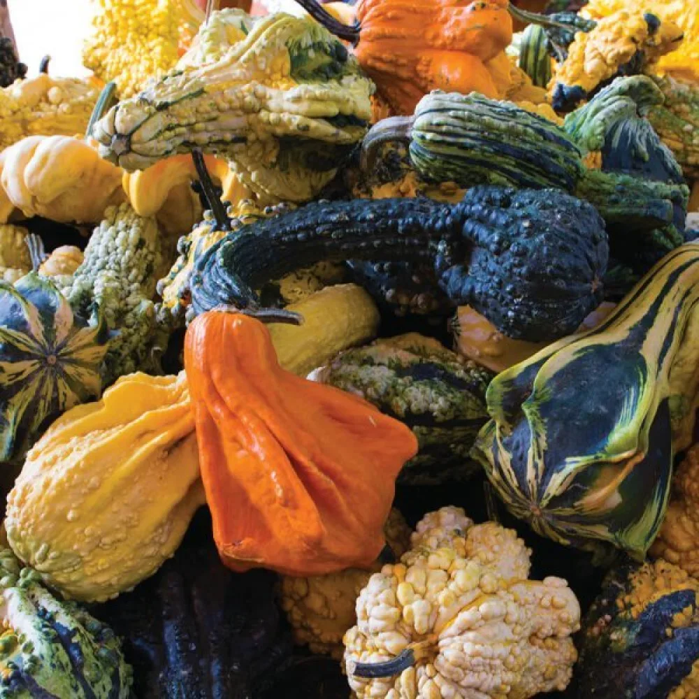 Pumpa 'Autumn Wings'