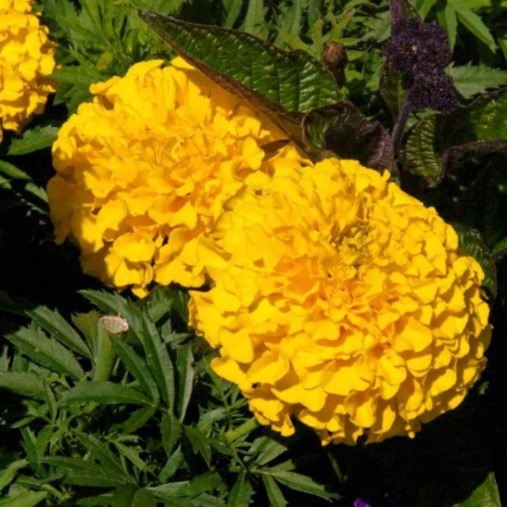 Afrikansk tagetes 'Calando Golden'