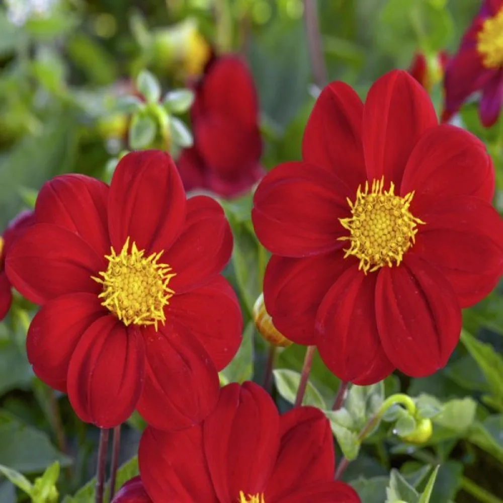 Lågväxande dahlia 'Mignon Red Shades'