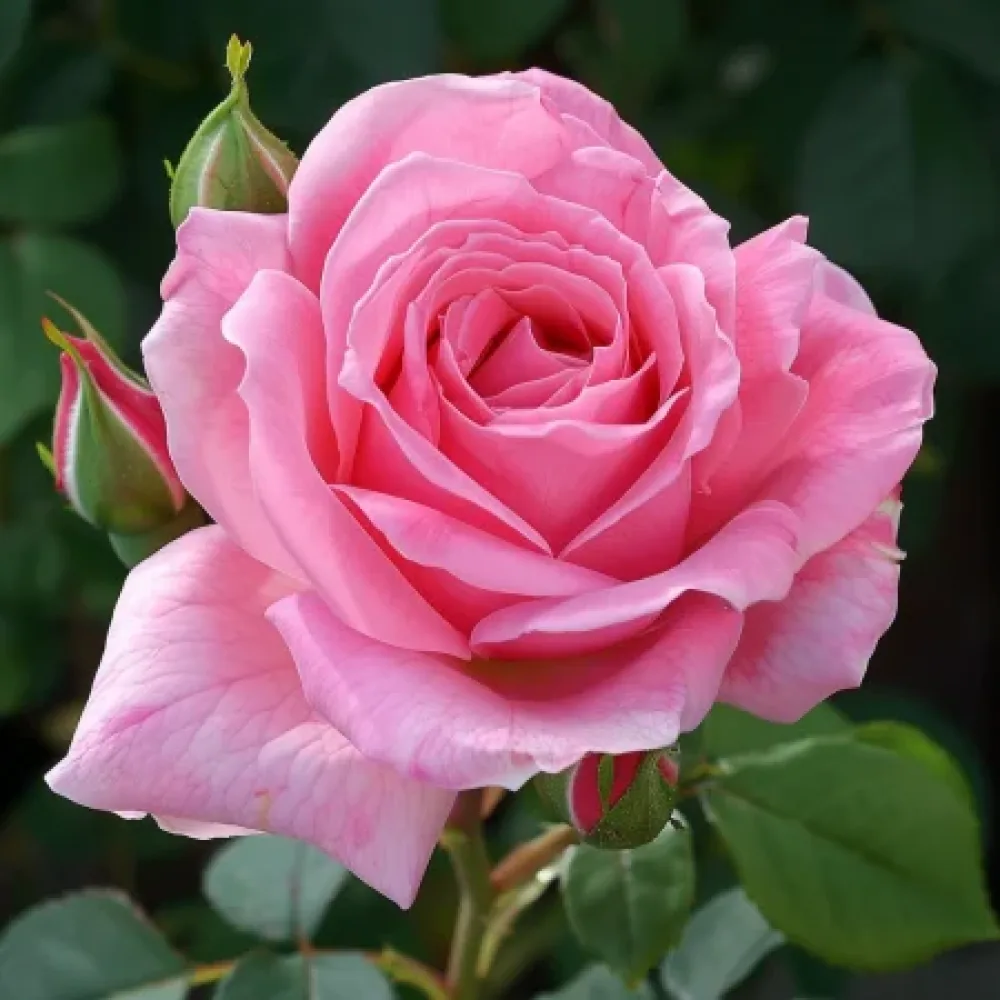 Ros 'Eternal Princess' – barrotad