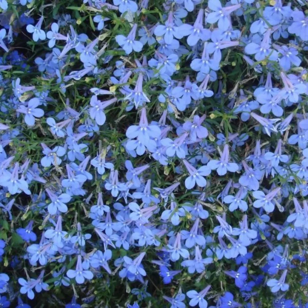 Kantlobelia 'Cambridge Blue'
