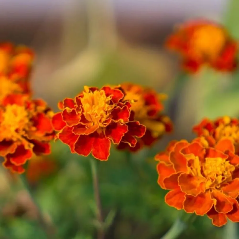 Fransk tagetes 'Orange Flame'