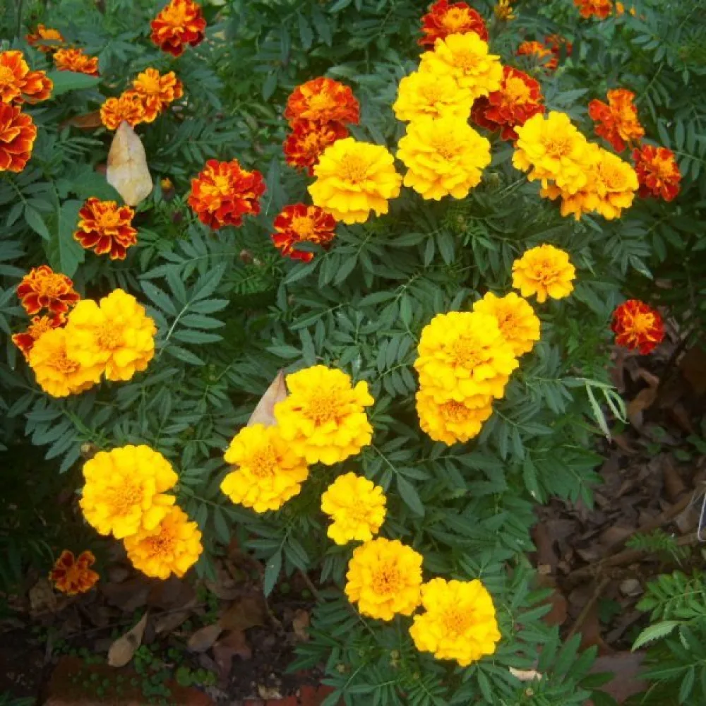 Fransk tagetes 'Honey Moon'