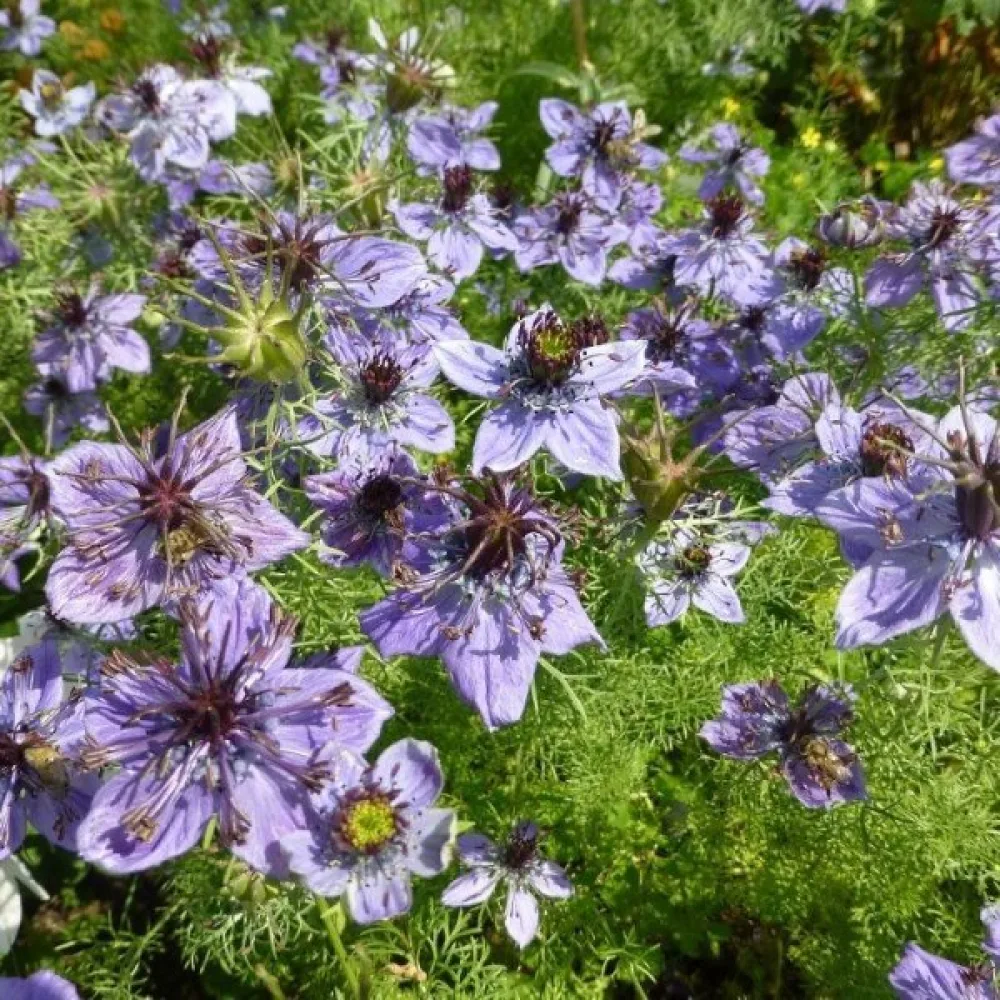 Nigella hispanica – blå